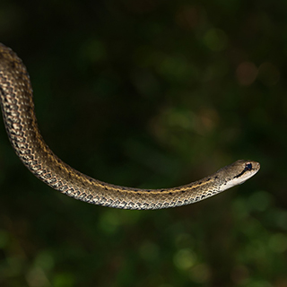 Ranomafana - Grandidier's water snake